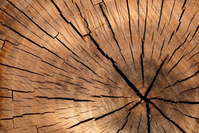 Il legno: stock di CO2 e capitale naturale